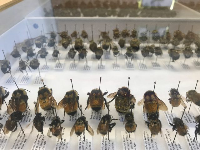 bee research @alexandra falla