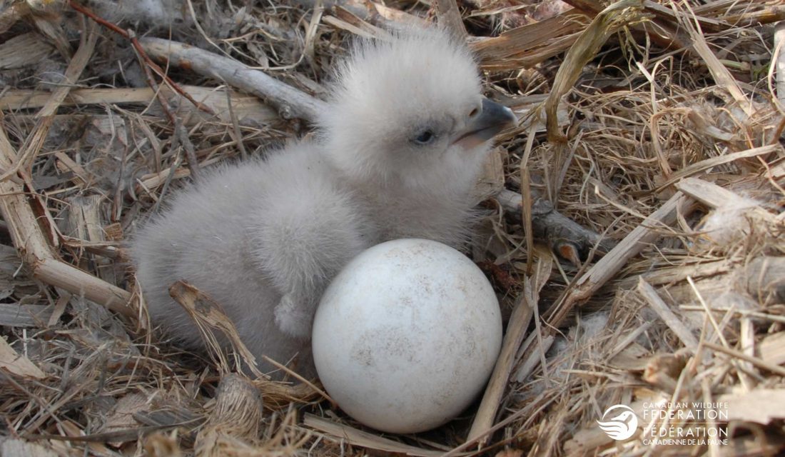 eagle chick