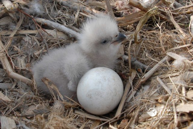 eagle chick