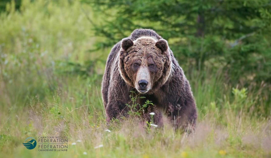 grizzly bear