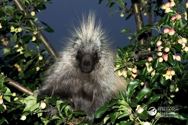 porcupine