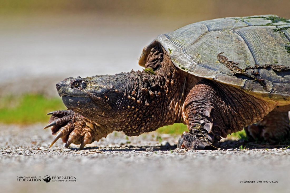 snapping-turtle-road-ted-busby – Your Connection to Wildlife