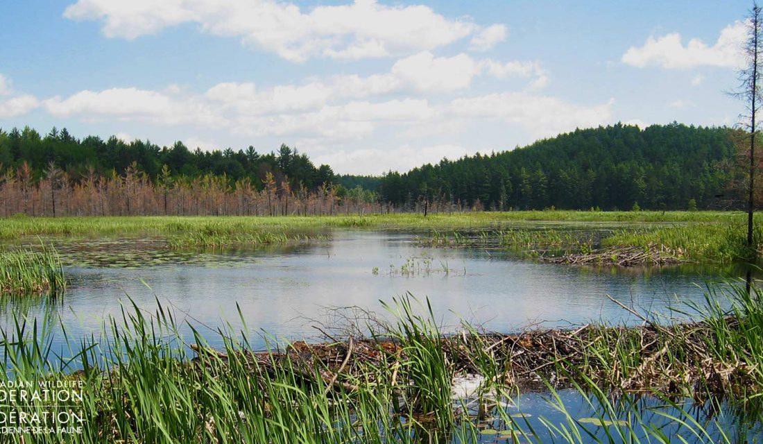 wetland