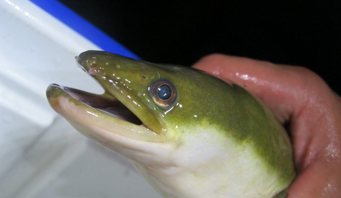 A closeup of an American Eel © Sarah Gough