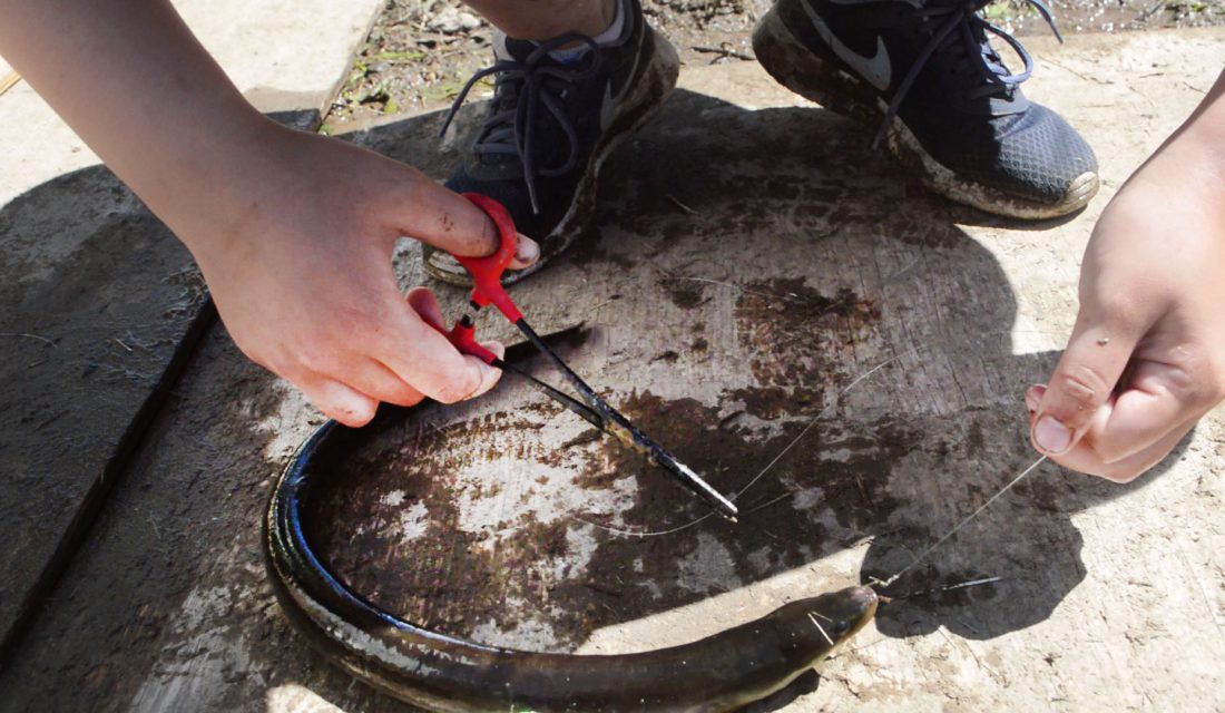 american eel on fishing line