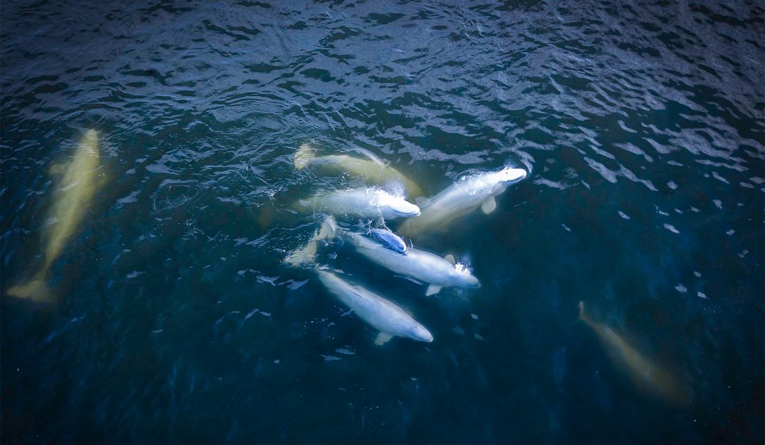 Beluga pod | Photo: Shafik Diwan, CWF Photo Club