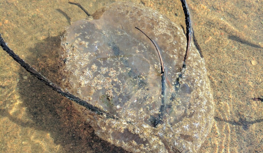 Bryozoan | Photo alisonforde