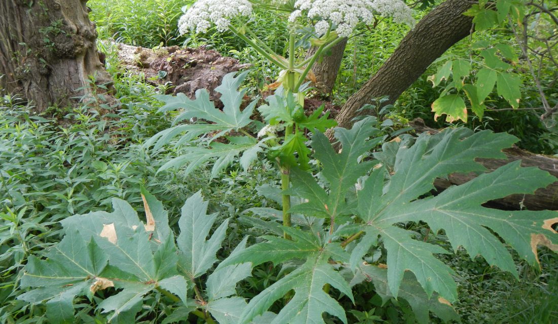 Giant Hogweed | Photo cchapman