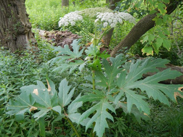 Giant Hogweed | Photo cchapman