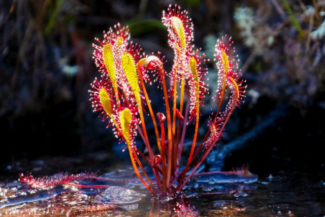 great sundew