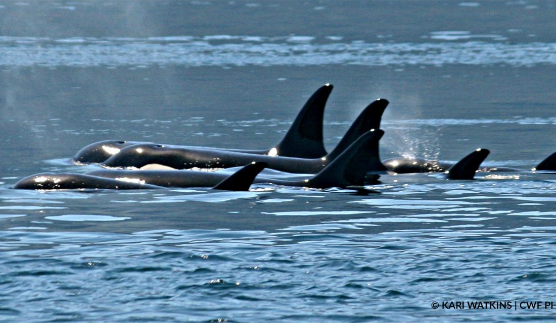 killer whales | Photo: Kari Watkins, CWF Photo Club