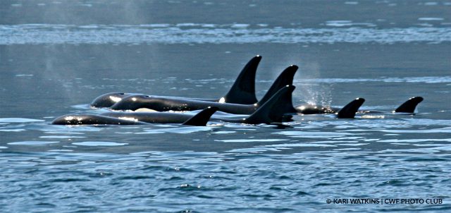 killer whales | Photo: Kari Watkins, CWF Photo Club