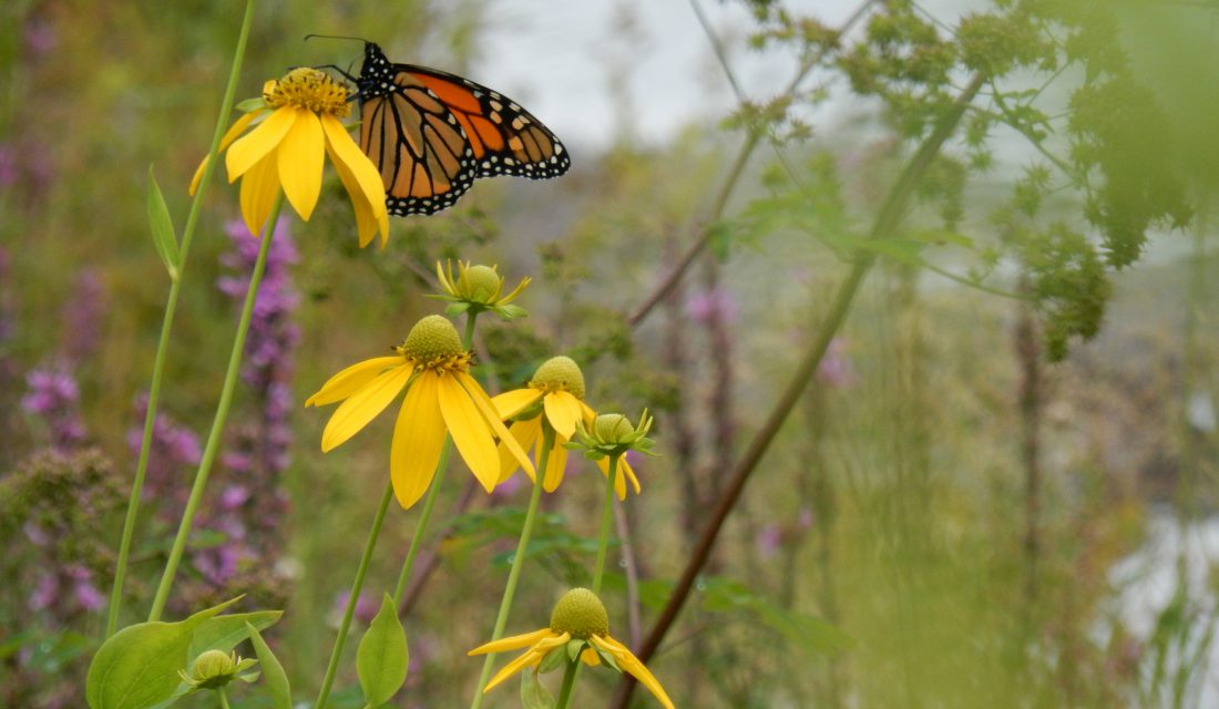 Monarch | Photo james_cwf