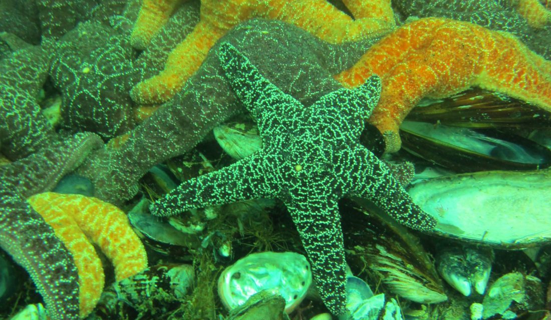 Ochre Sea Star | Photo imcote