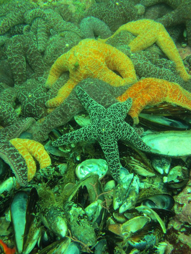 Ochre Sea Star | Photo imcote