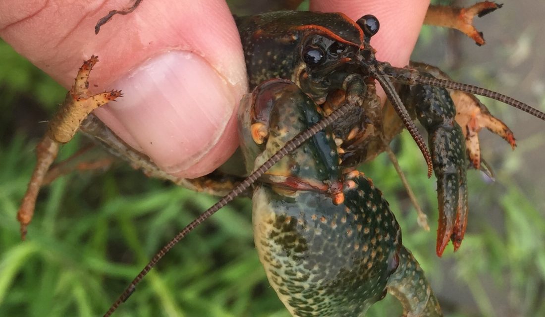 Paintedhand mudbug | Photo: colindjones