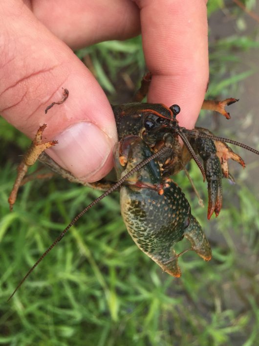 Paintedhand mudbug photo by colindjones – Your Connection to Wildlife