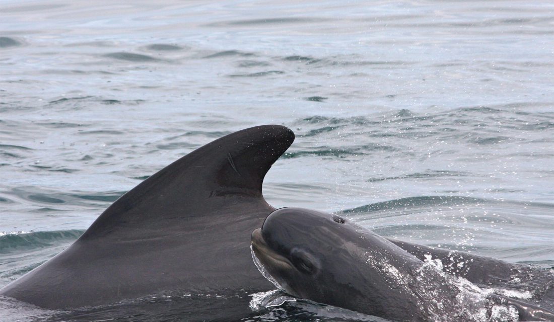 Pilot whale mom and calf | Photo @ Clair Evers