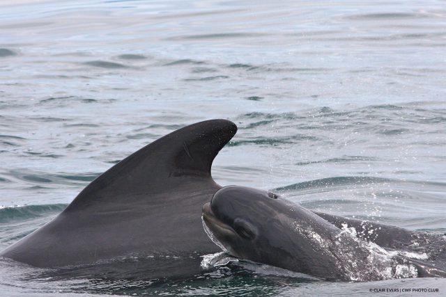 Pilot whale mom and calf | Photo @ Clair Evers