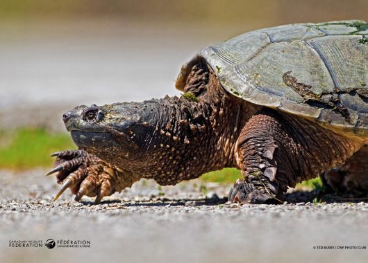 snapping turtle crossing road @Ted Busby