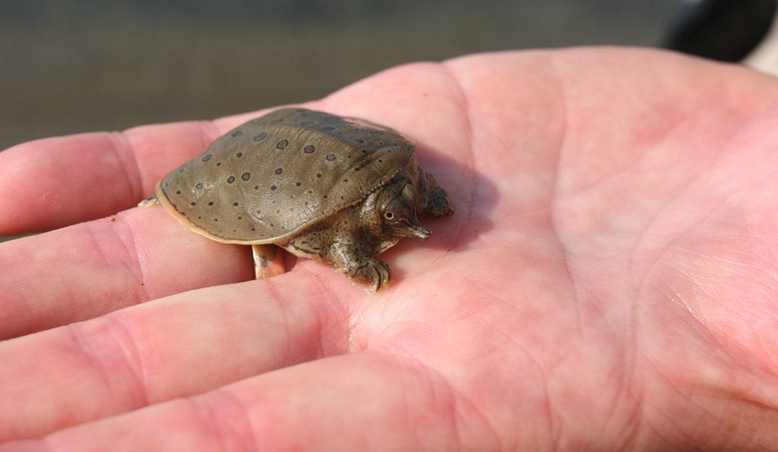 Spiny Softshell Turtle | Photo Samuel Brinker