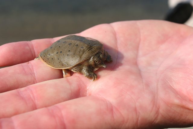 Spiny Softshell Turtle | Photo Samuel Brinker