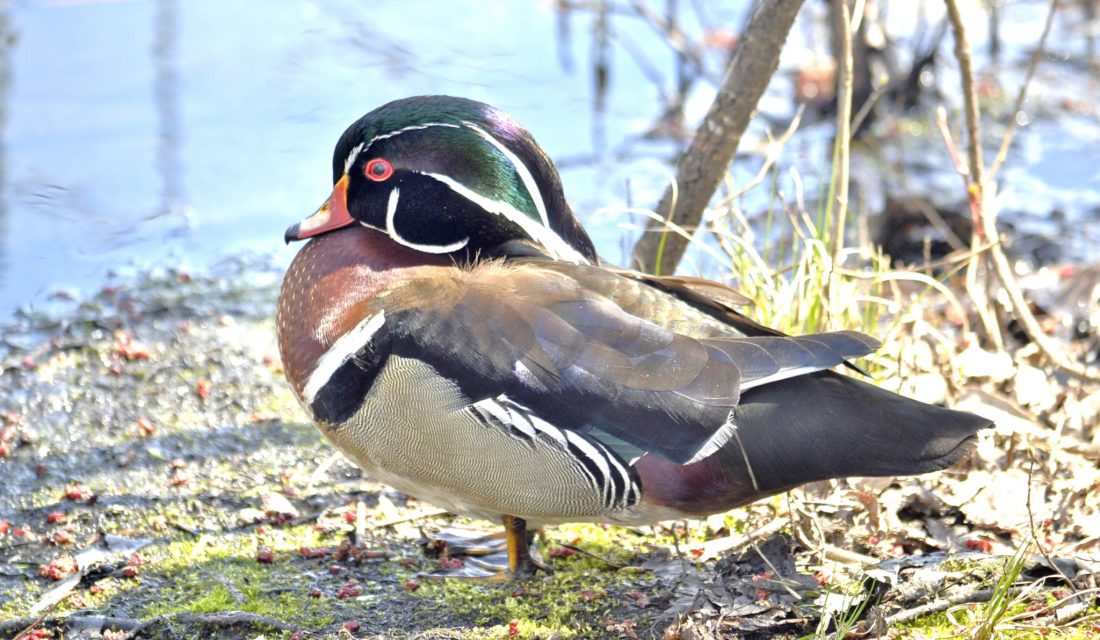 Wood Duck | Photo jaliya