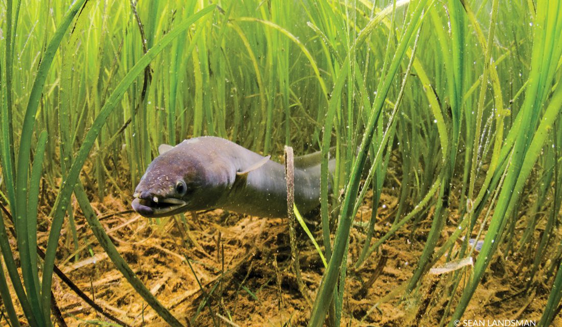 american eel @ sean landsman