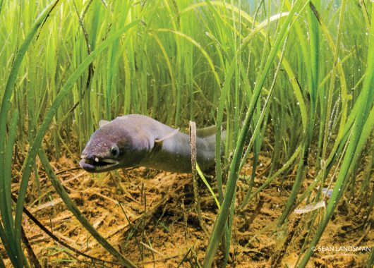 american eel @ sean landsman