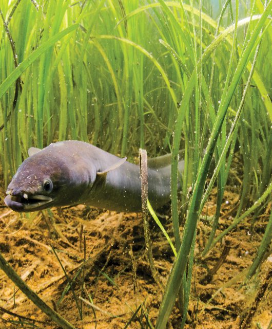 american eel @ sean landsman