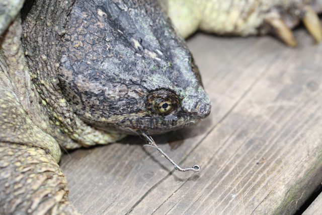 Snapping Turtle caught on a fishing hook © Scott Gillingwater