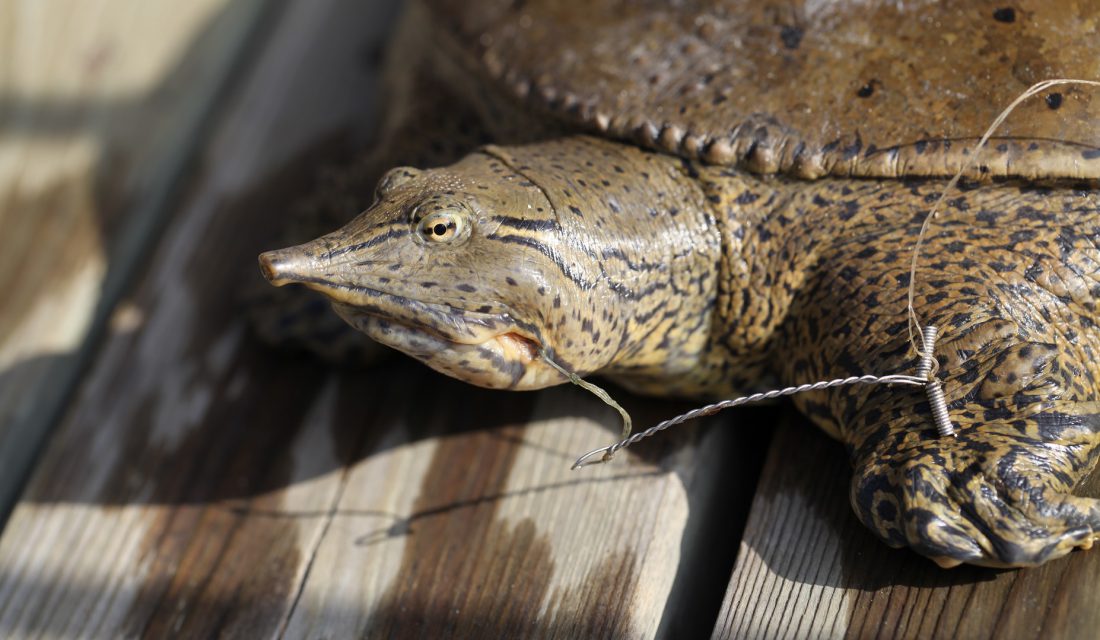 Spiny Softshell caught on a fishing hook © Scott Gillingwater