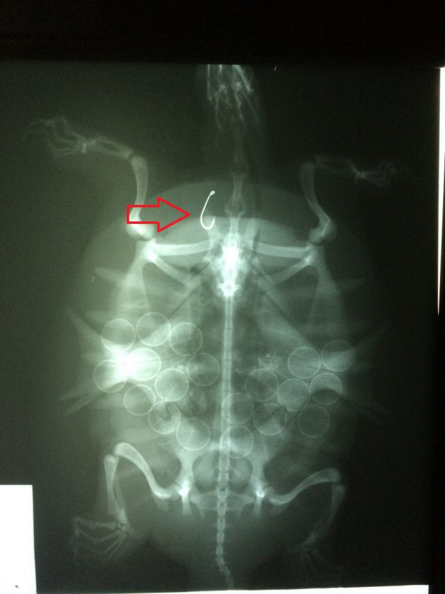 X-ray of Spiny Softshell showing a swallowed fishing hook w arrow © Scott Gillingwater