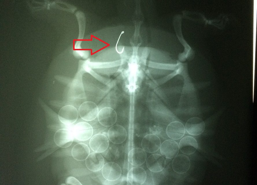 X-ray of Spiny Softshell showing a swallowed fishing hook w arrow © Scott Gillingwater