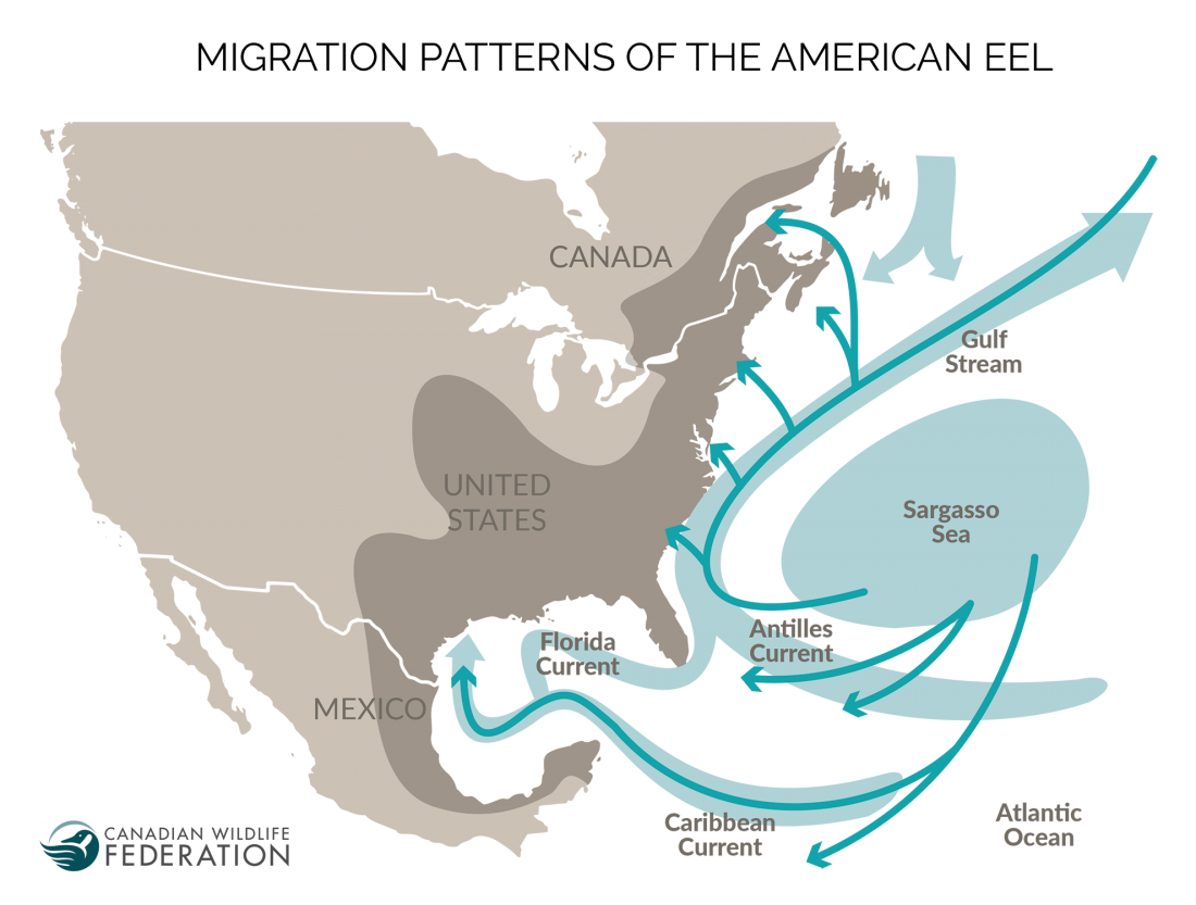 american eel migration map @ CWF