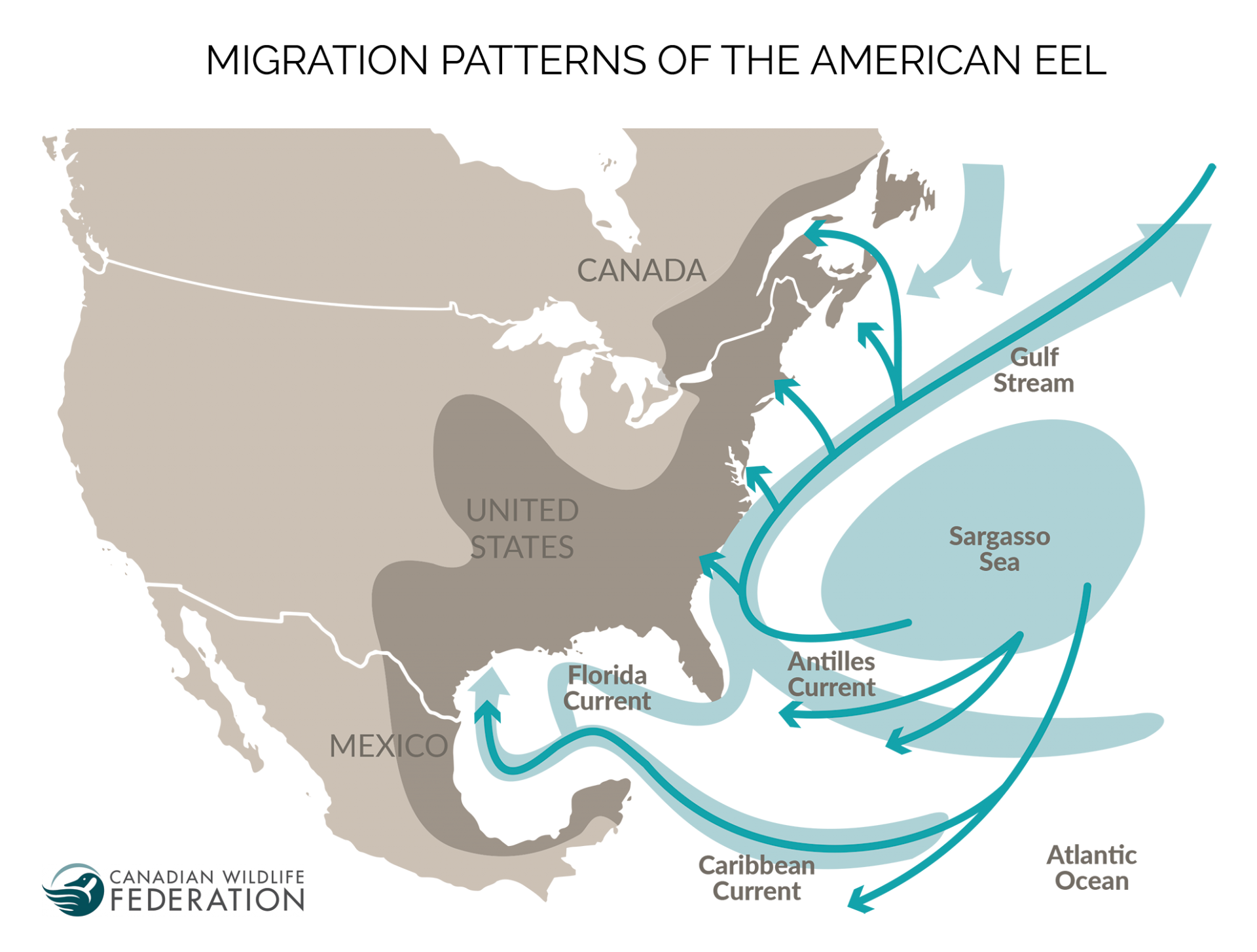 eelmigrationmapen Your Connection to Wildlife