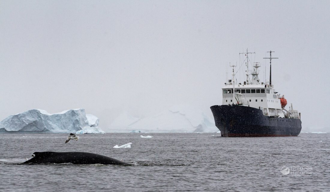 humpback whale in antarctica with ship