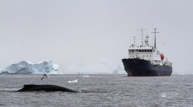 humpback whale in antarctica with ship