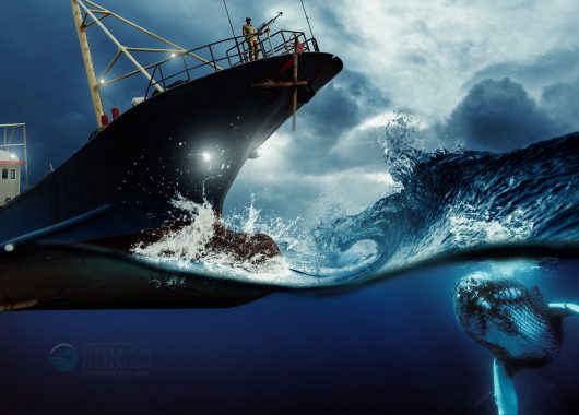 humpback whale and ship illustration