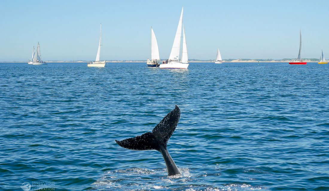 sailboat and whale tale