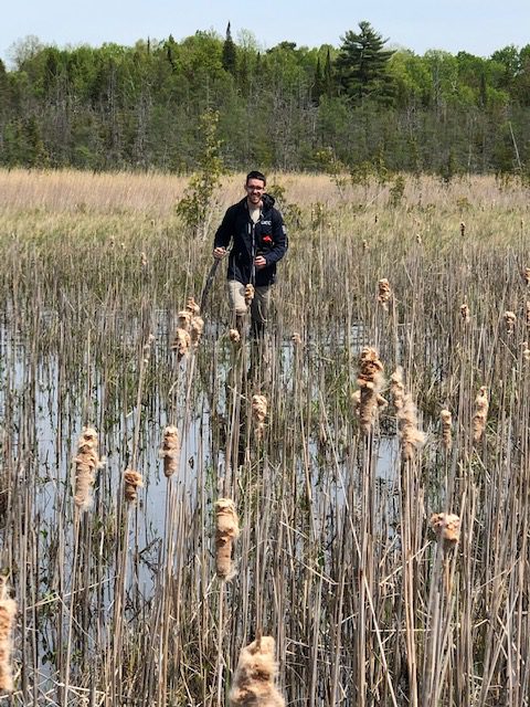 Tiptoe-ing through the cattails