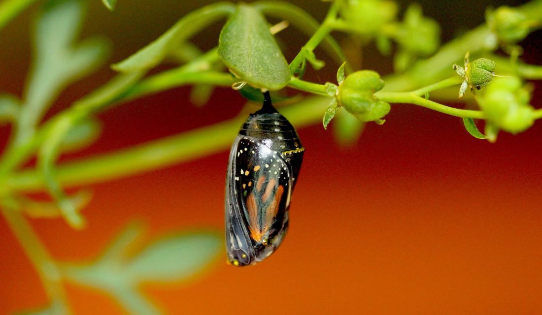 Monarch Butterfly | Photo: Brenda Doherty, CWF Photo Club