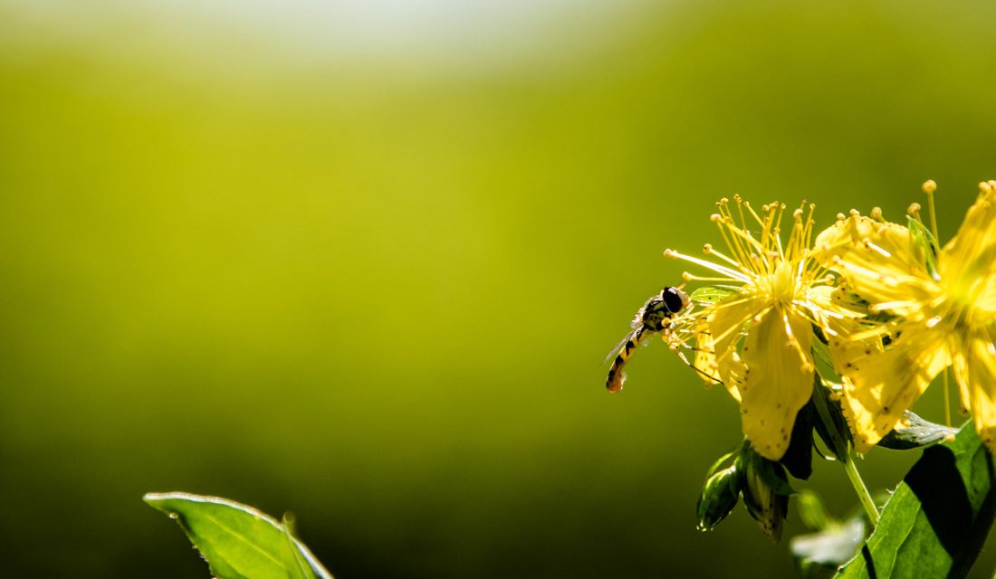 Syrphid Fly | Photo: Allan McDonald