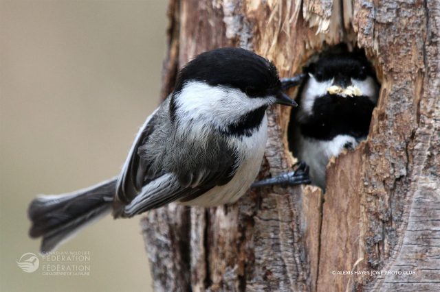 chickadee nest