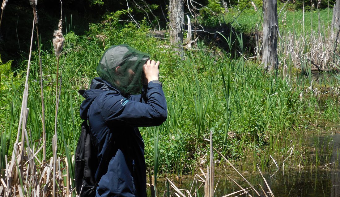 Looking for turtles in the wetland