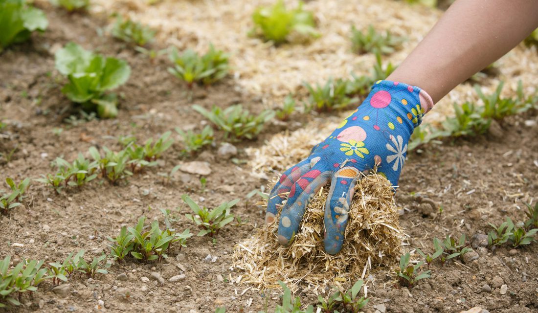 spreading mulch in a garden