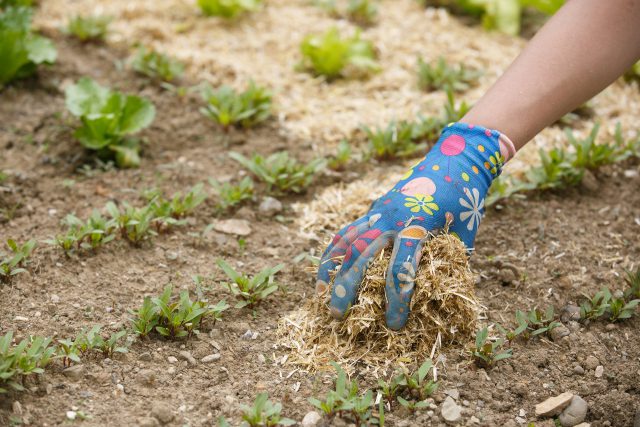 spreading mulch in a garden