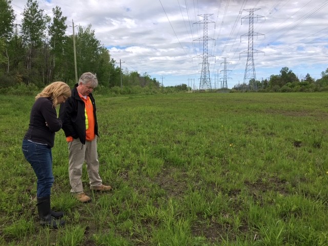 CWF and Hydro staff survey the pollinator project.