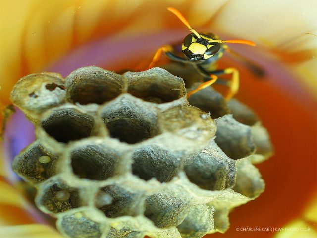 wasp inside nest