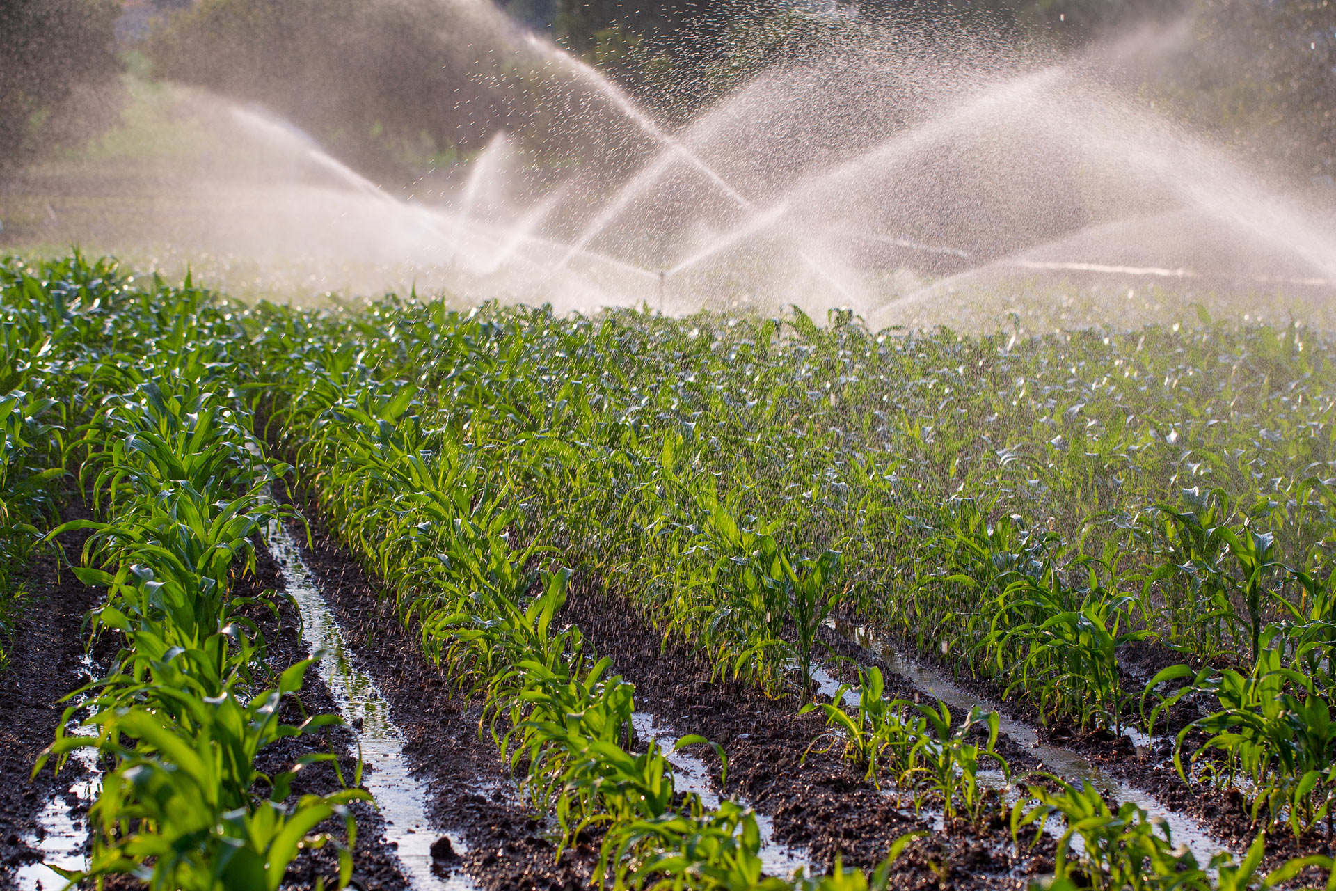 Irrigation maize GettyImages 1125727188 Your Connection To Wildlife
